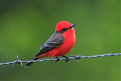 Vermilion Flycatcher